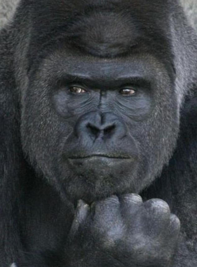 Khỉ đột... đẹp trai hút hồn các cô gái trẻ