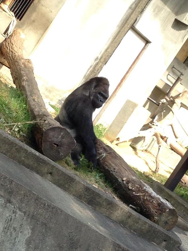 Khỉ đột... đẹp trai hút hồn các cô gái trẻ