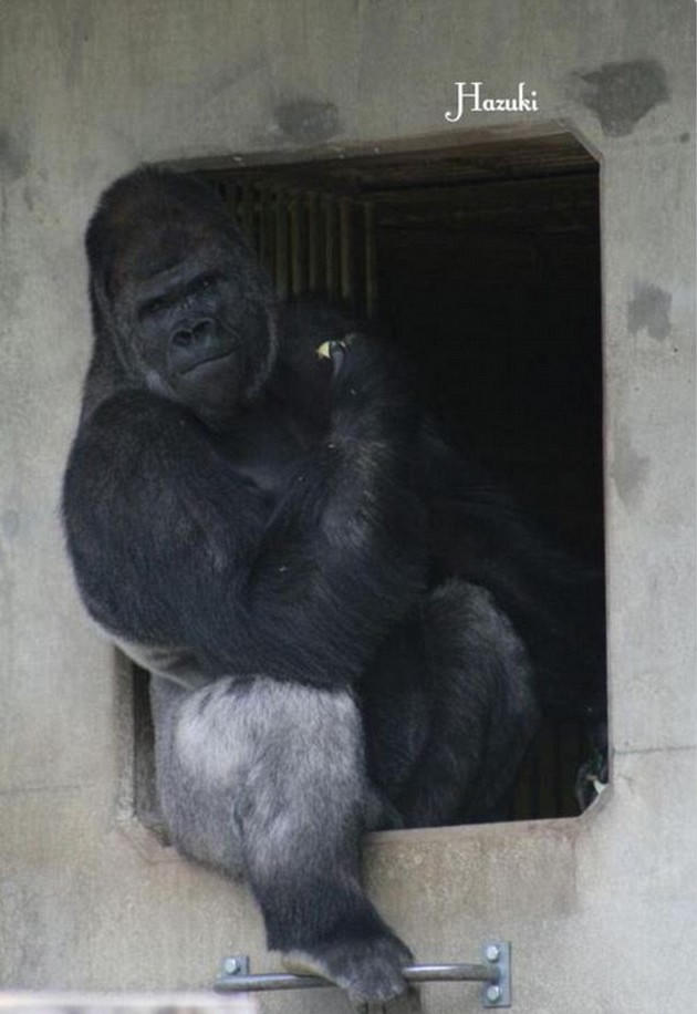 Khỉ đột... đẹp trai hút hồn các cô gái trẻ