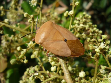 Mùa nhãn, món bọ xít “soán ngôi” bọ cạp
