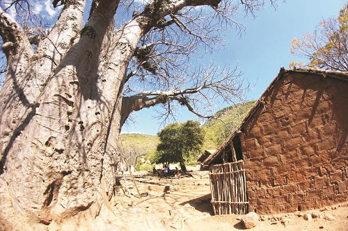 Mozambique - Bình minh trên những ngọn cây “lộn ngược“