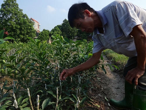 Lão nông tự lai giống bưởi thu nhập 500 triệu/năm
