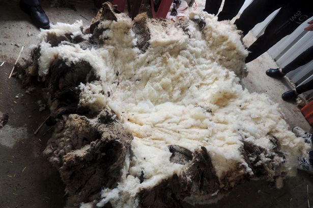 Chú cừu mang bộ lông dày nhất thế giới