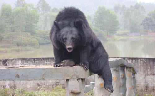 Những vụ thú dữ tấn công người