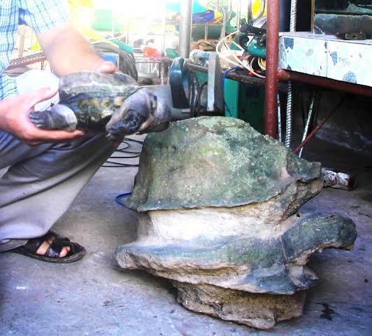 Kỳ lạ chuyện rùa “dị dạng” giúp chủ cải hoán vận mệnh