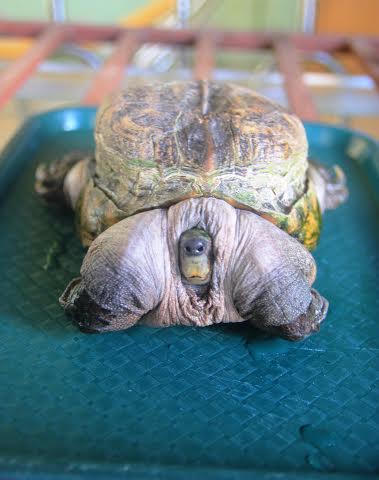 Kỳ lạ chuyện rùa “dị dạng” giúp chủ cải hoán vận mệnh