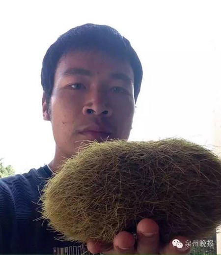 Phát hiện “trứng” lạ trị giá 21 tỉ đồng trong bụng lợn