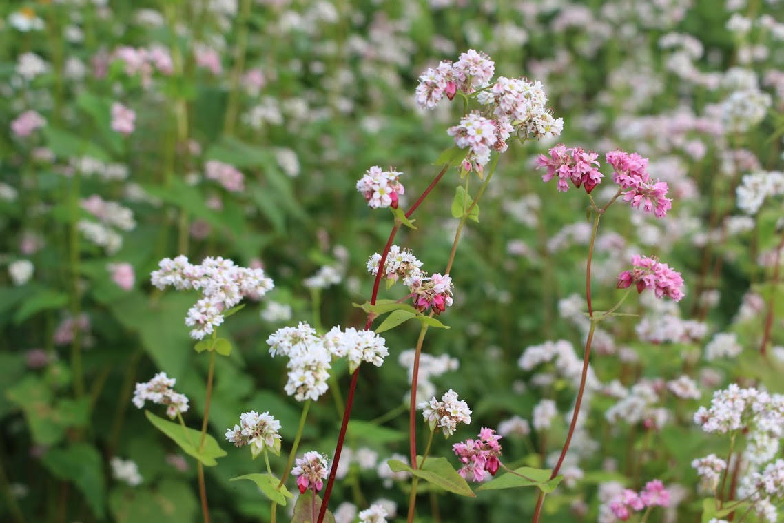 Góc khuất trên miền Tam giác mạch