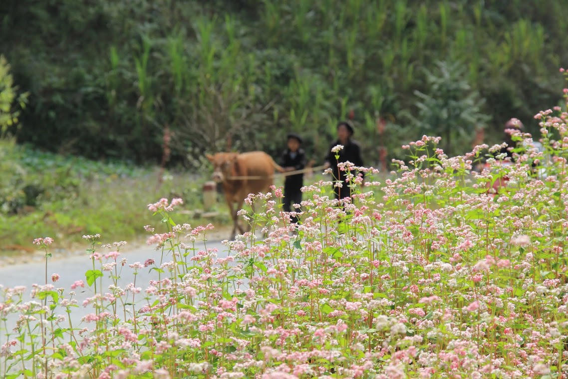 Góc khuất trên miền Tam giác mạch