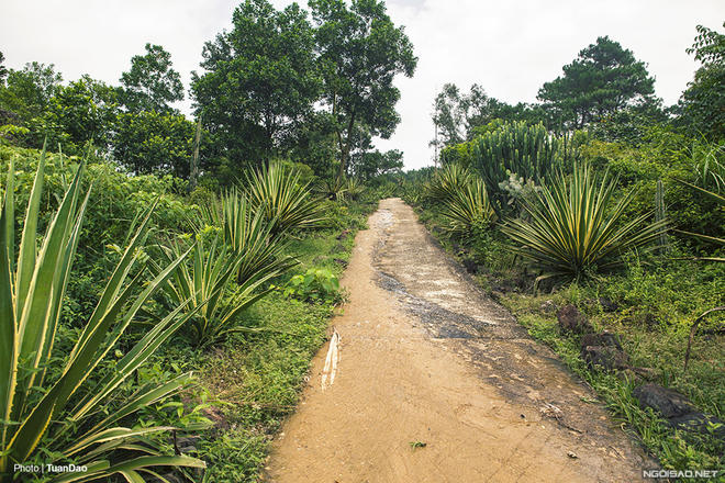 Trên núi Ba Vì có “công viên kỷ Jura”