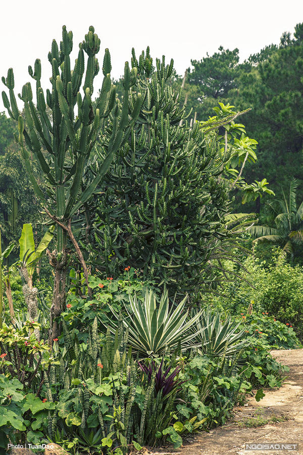 Trên núi Ba Vì có “công viên kỷ Jura”