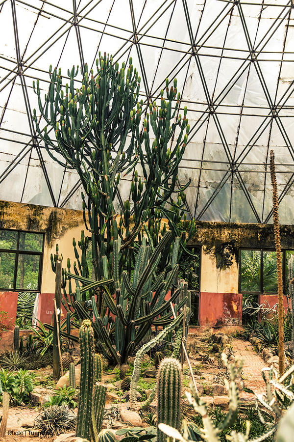 Trên núi Ba Vì có “công viên kỷ Jura”