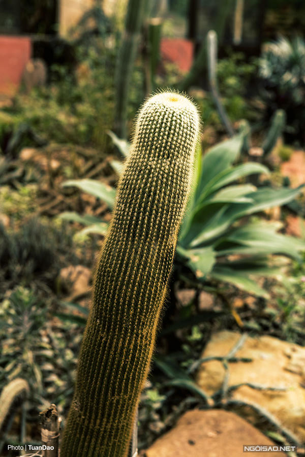 Trên núi Ba Vì có “công viên kỷ Jura”