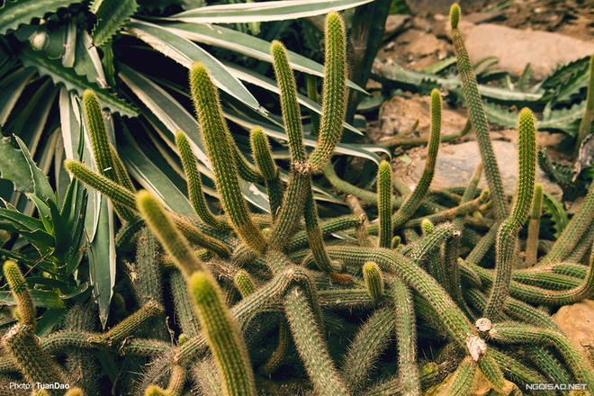 Trên núi Ba Vì có “công viên kỷ Jura”