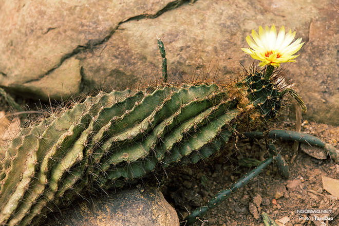 Trên núi Ba Vì có “công viên kỷ Jura”