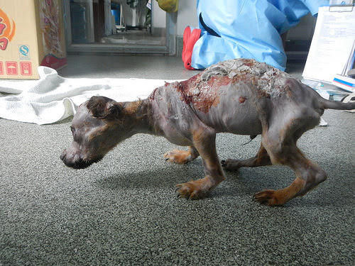 Chú chó bị dội nước sôi sống sót nhờ phép màu của lòng nhân ái