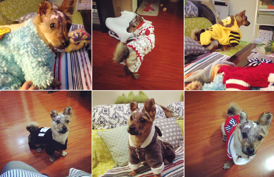 Chú chó bị dội nước sôi sống sót nhờ phép màu của lòng nhân ái