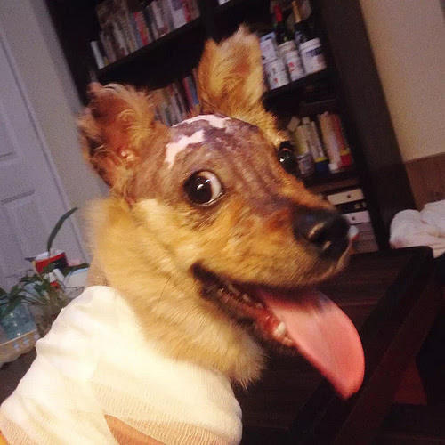 Chú chó bị dội nước sôi sống sót nhờ phép màu của lòng nhân ái