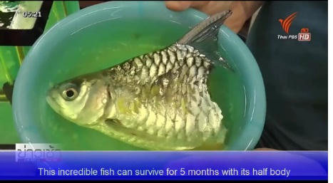 Cá còn mỗi phần đầu, vẫn sống thêm nửa năm