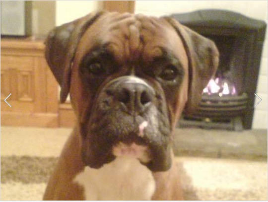 Chi hơn 2 tỷ để “nhân bản” chó cưng đã chết