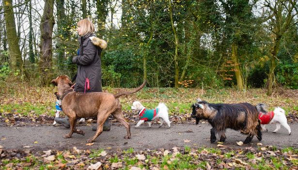 Chuyện của chú dê luôn tưởng mình là chó