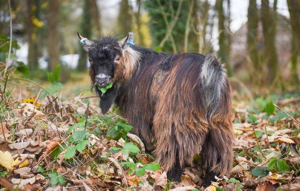 Chuyện của chú dê luôn tưởng mình là chó