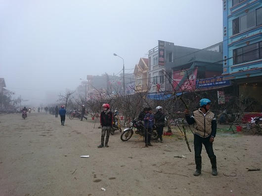 Người Hà Nội xuyên mây mù săn đào đá Sa Pa