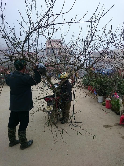 Người Hà Nội xuyên mây mù săn đào đá Sa Pa