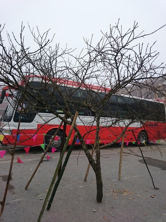 Người Hà Nội xuyên mây mù săn đào đá Sa Pa