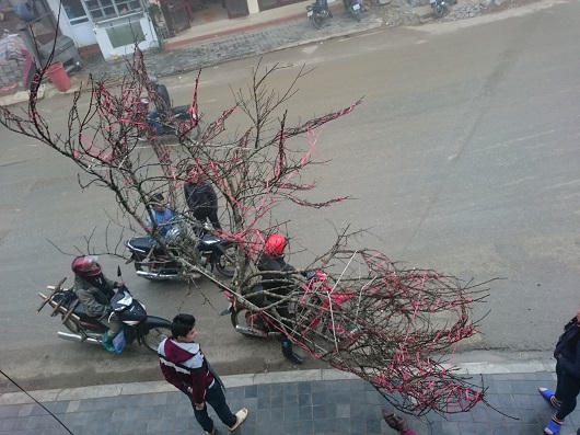 Người Hà Nội xuyên mây mù săn đào đá Sa Pa