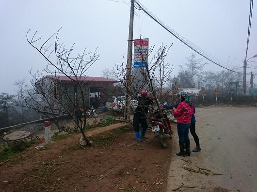 Người Hà Nội xuyên mây mù săn đào đá Sa Pa