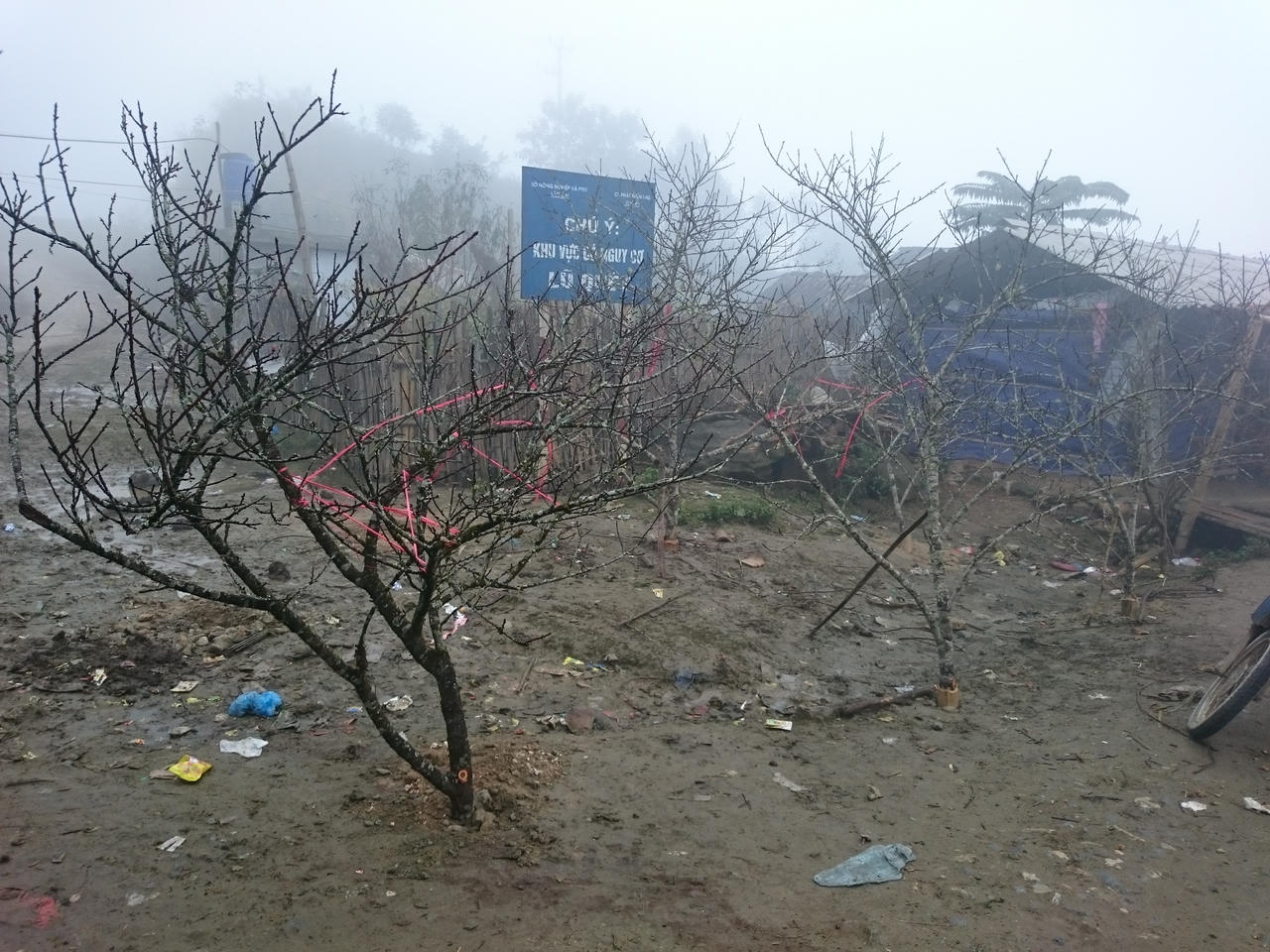 Người Hà Nội xuyên mây mù săn đào đá Sa Pa