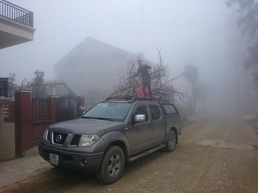 Người Hà Nội xuyên mây mù săn đào đá Sa Pa