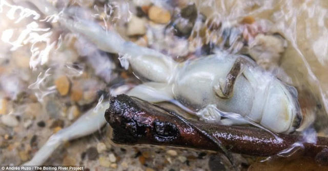 Bí ẩn dòng sông có thể luộc chín mọi sinh vật 