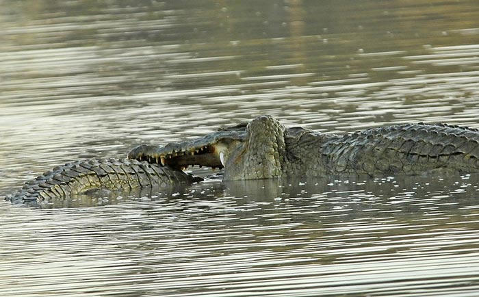 Bạn có dám thử dịch vụ bơi trong hồ với … cá sấu