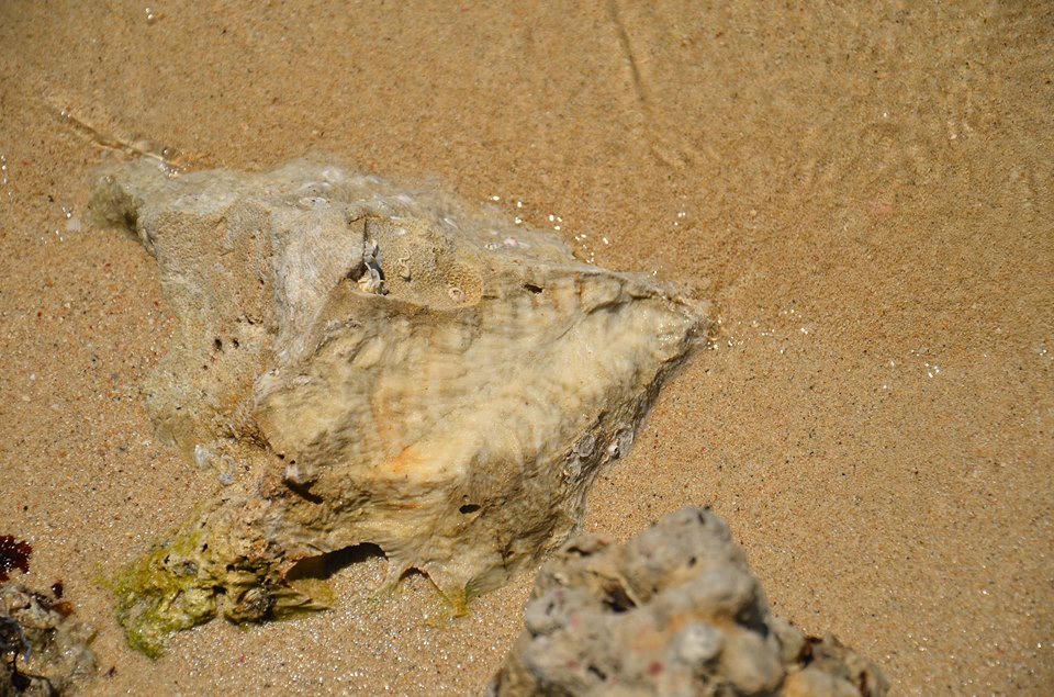 Điệp Sơn - Hành trình để đi bộ trên biển