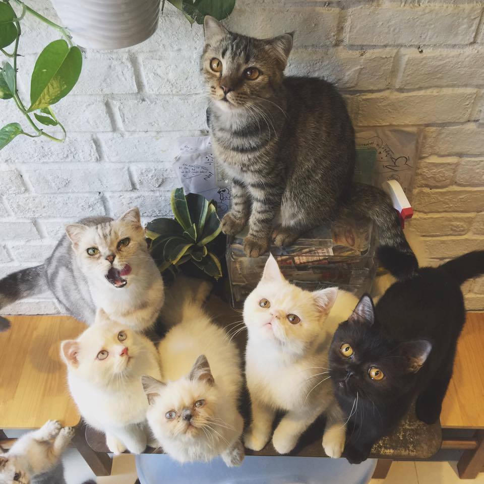 'Sang chảnh' như giới trẻ chăm mèo cưng