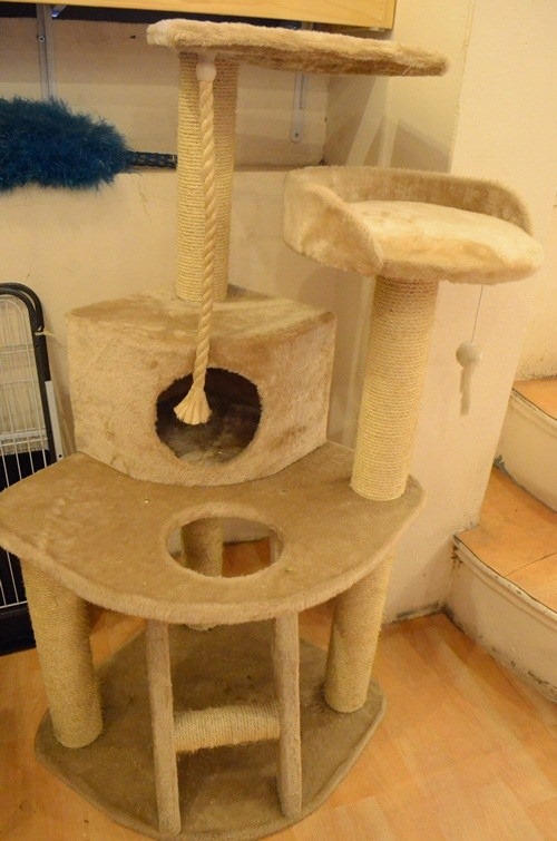 'Sang chảnh' như giới trẻ chăm mèo cưng