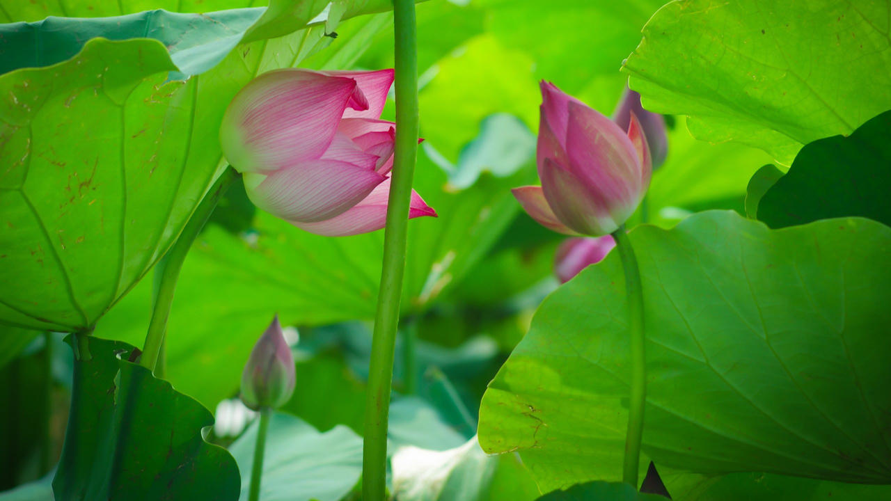 Bài 1: “Ngoại giao cây tre” và hoa sen - Sức mạnh mềm của dân tộc ta