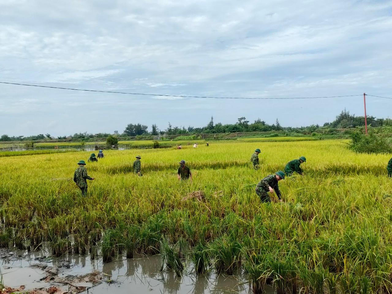 Bộ đội, thanh niên đội nắng xuống đồng giúp dân gặt lúa