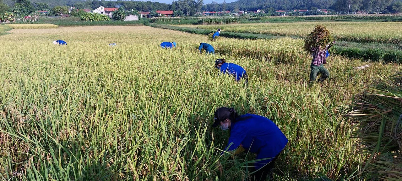 Bộ đội, thanh niên đội nắng xuống đồng giúp dân gặt lúa