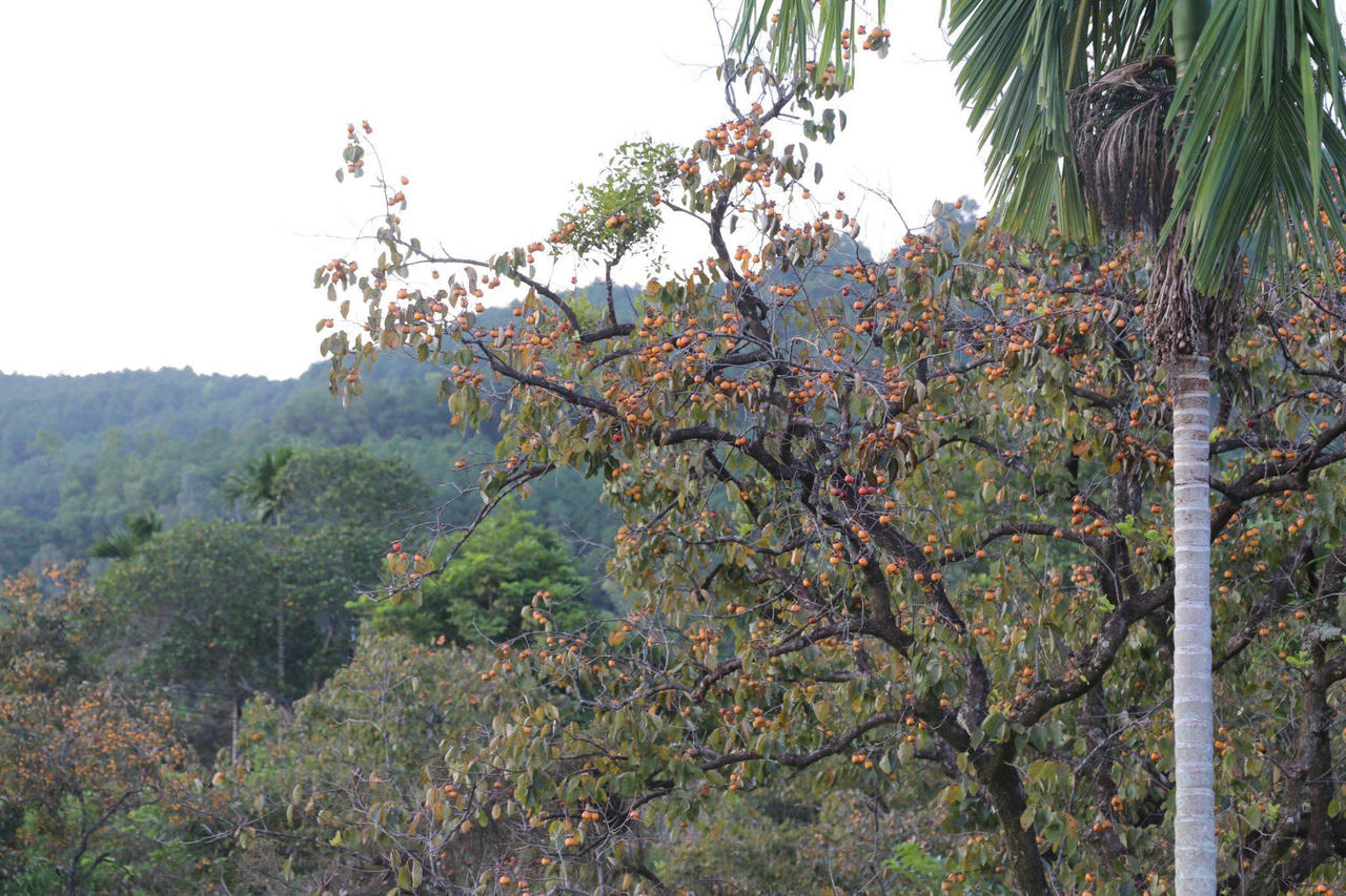 “Thủ phủ” hồng xứ Nghệ vào vụ thu hoạch