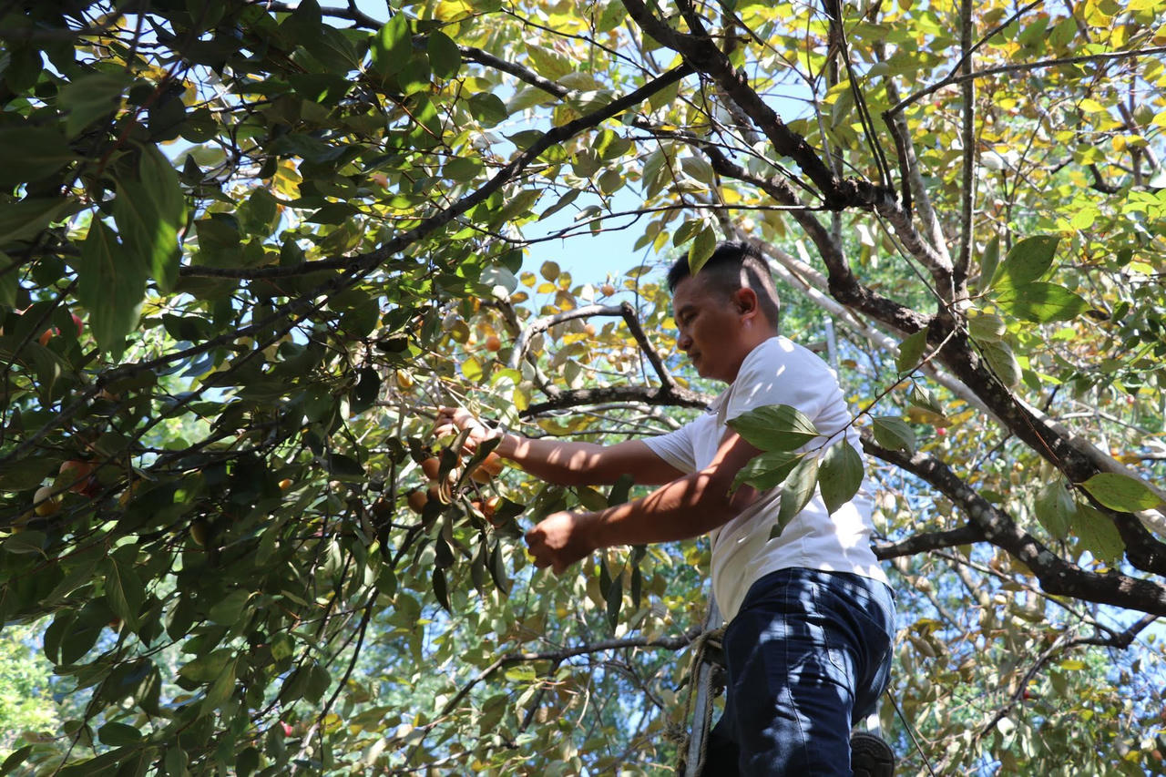 “Thủ phủ” hồng xứ Nghệ vào vụ thu hoạch