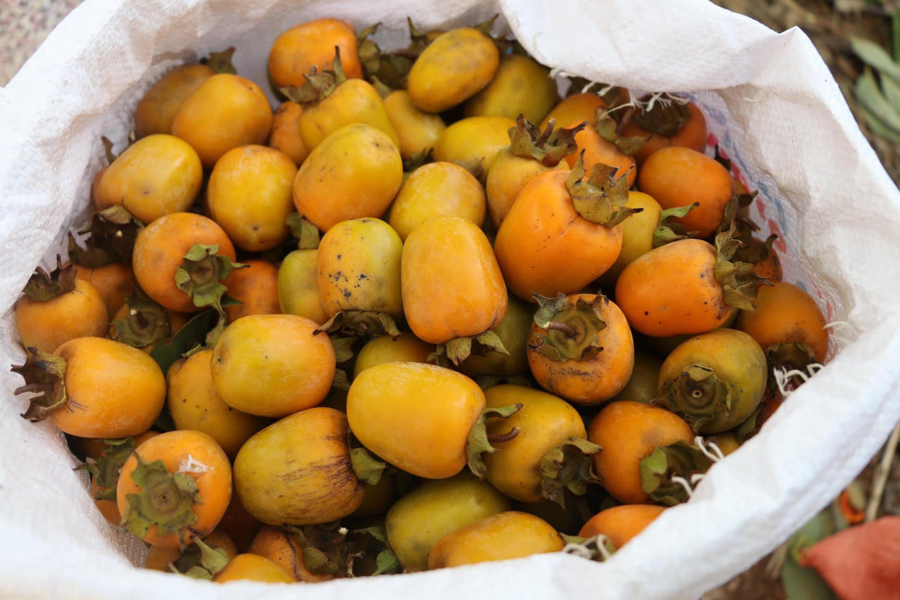 “Thủ phủ” hồng xứ Nghệ vào vụ thu hoạch