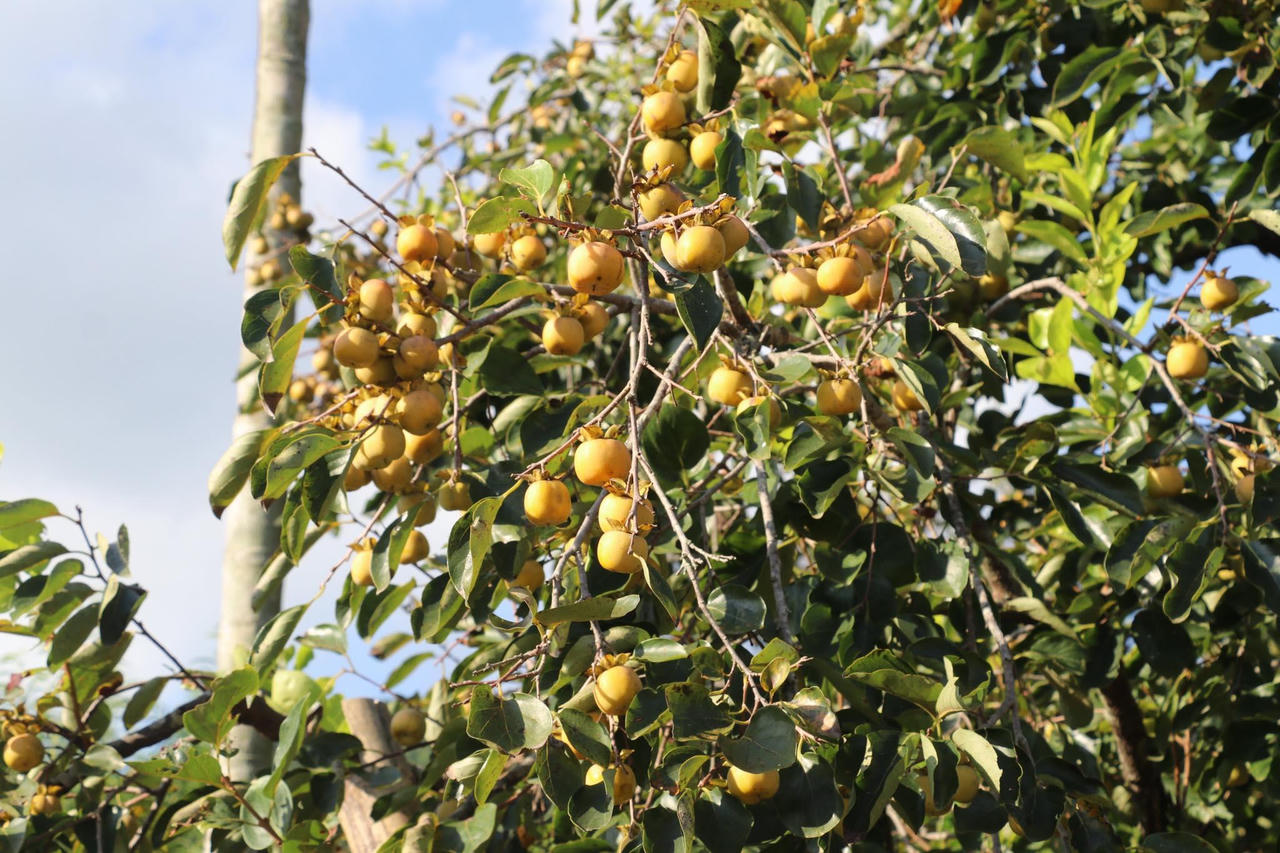 “Thủ phủ” hồng xứ Nghệ vào vụ thu hoạch