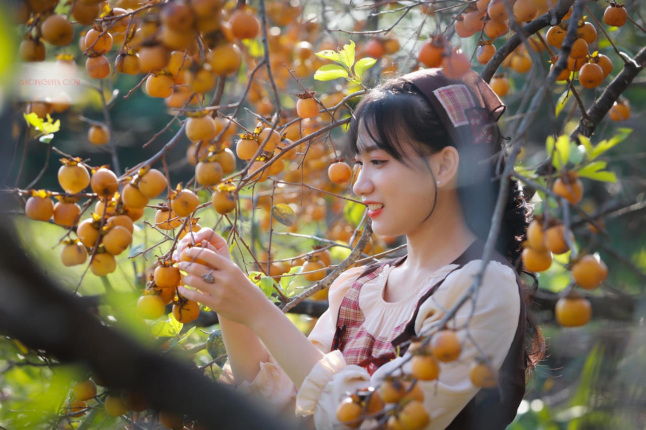 Mê mẩn vườn hồng cổ thụ trĩu quả ở xứ Nghệ