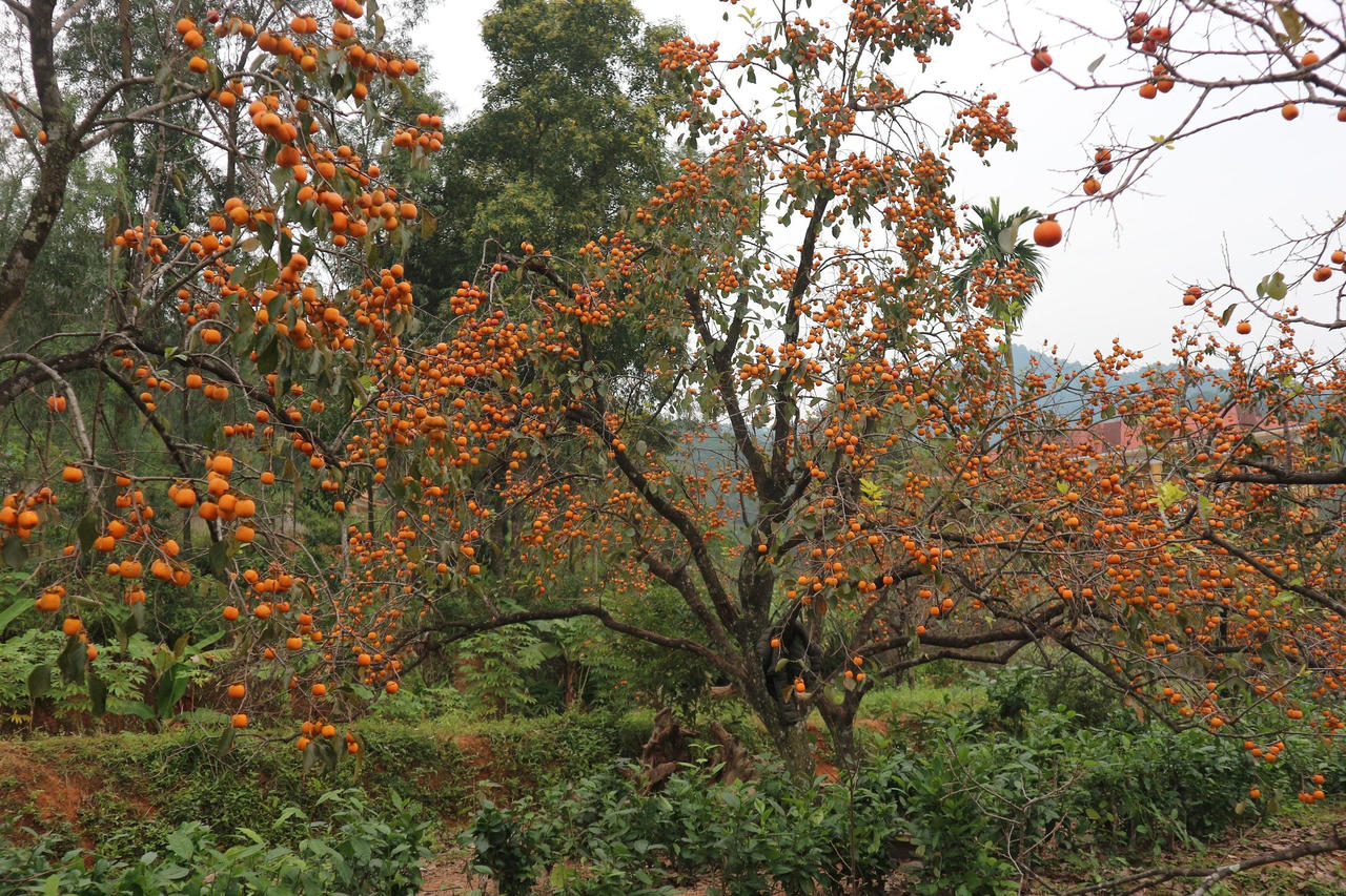 Mê mẩn vườn hồng cổ thụ trĩu quả ở xứ Nghệ
