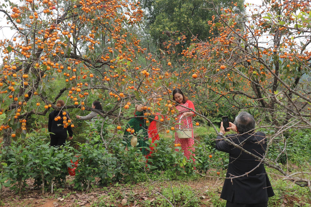 Mê mẩn vườn hồng cổ thụ trĩu quả ở xứ Nghệ