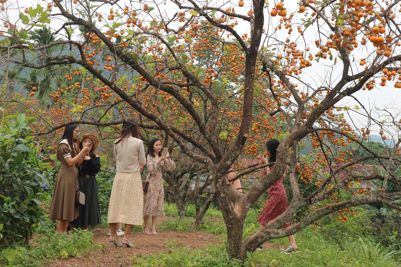 Mê mẩn vườn hồng cổ thụ trĩu quả ở xứ Nghệ