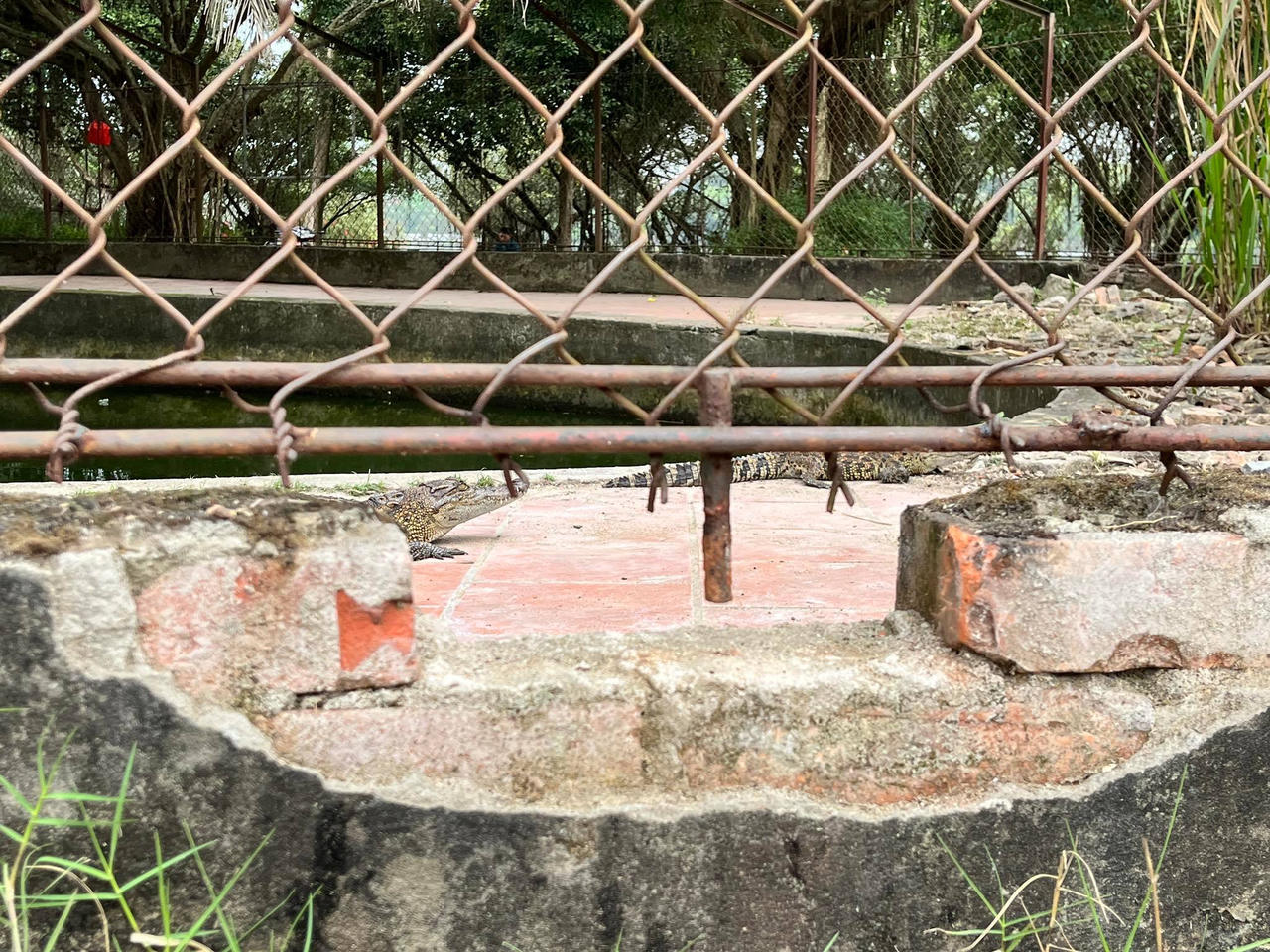 Công viên lớn nhất Nghệ An xin thả đàn cá sấu